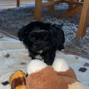 Bichon Havanese, Bichon Havanezer, Havanski Bišon - psići - video