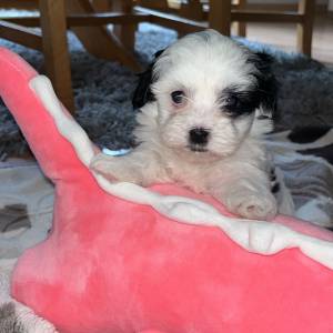 Bichon Havanese, Bichon Havanezer, Havanski Bišon - psići - video