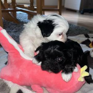 Bichon Havanese, Bichon Havanezer, Havanski Bišon - psići - video
