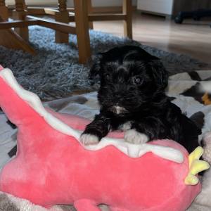 Bichon Havanese, Bichon Havanezer, Havanski Bišon - psići - video