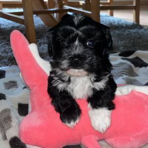 Bichon Havanese, Bichon Havanezer, Havanski Bišon - psići - video