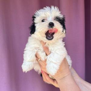 Bichon Havanese, Bichon Havanezer, Havanski Bišon - psići - video