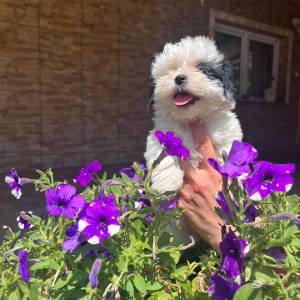 Bichon Havanese, Bichon Havanezer, Havanski Bišon - psići - video