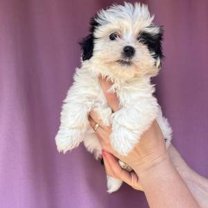 Bichon Havanese, Bichon Havanezer, Havanski Bišon - psići - video