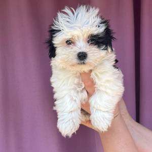 Bichon Havanese, Bichon Havanezer, Havanski Bišon - psići - video