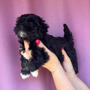Bichon Havanese, Bichon Havanezer, Havanski Bišon - psići - video