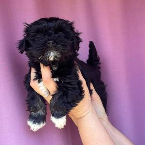 Bichon Havanese, Bichon Havanezer, Havanski Bišon - psići - video