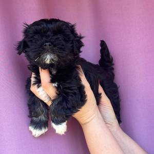 Bichon Havanese, Bichon Havanezer, Havanski Bišon - psići - video
