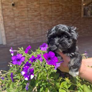 Bichon Havanese, Bichon Havanezer, Havanski Bišon - psići - video
