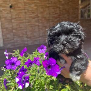 Bichon Havanese, Bichon Havanezer, Havanski Bišon - psići - video