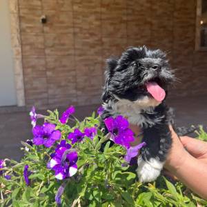 Bichon Havanese, Bichon Havanezer, Havanski Bišon - psići - video