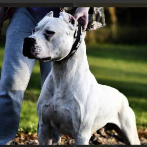 Dogo argentino štenci