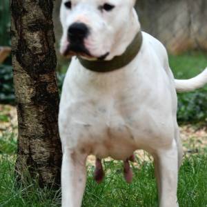 Dogo argentino štenci