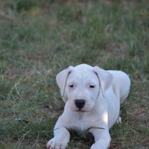 Dogo argentino štenci