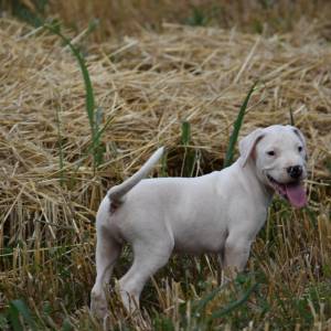 Dogo argentino štenci