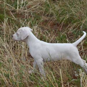Dogo argentino štenci