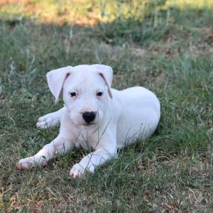 Dogo argentino štenci