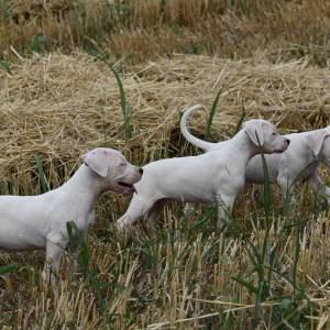 Dogo argentino štenci