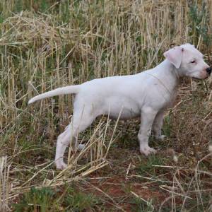 Dogo argentino štenci