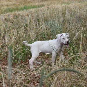 Dogo argentino štenci