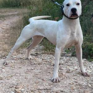Dogo argentino štenci