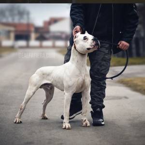 Dogo argentino štenci