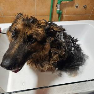 Kompletna oprema za grooming salon (salon za pse)