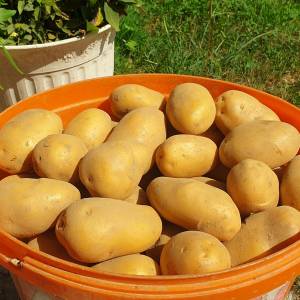 Krumpir 0.80€/kg