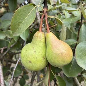 Kruške Viljamovka – domaće, zrele, za preradu – 0,80 €/kg