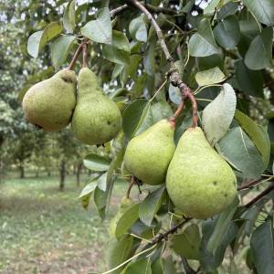 Kruške Viljamovka – domaće, zrele, za preradu – 0,80 €/kg