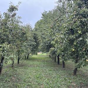 Kruške Viljamovka – domaće, zrele, za preradu – 0,80 €/kg