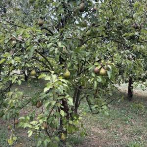 Kruške Viljamovka – domaće, zrele, za preradu – 0,80 €/kg