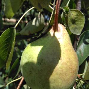 KRUŠKE VILJAMOVKE – IDEALNE ZA DESTILAT I PRERADU – 0,90 €/kg