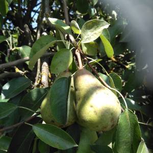 KRUŠKE VILJAMOVKE – IDEALNE ZA DESTILAT I PRERADU – 0,90 €/kg
