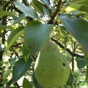 KRUŠKE VILJAMOVKE – IDEALNE ZA DESTILAT I PRERADU – 0,90 €/kg