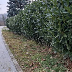 Lovor višnja sadnice razne od 15 do 150 cm