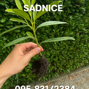 Lovor višnja sadnice razne od 15 do 150 cm