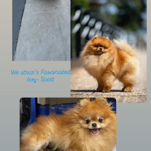 Pomeranac-Njemački patuljasti spic