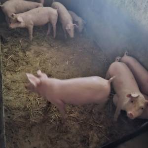 Prodajem zdrave uhranjene prasce – većina muški – ODLIČNA PONUDA