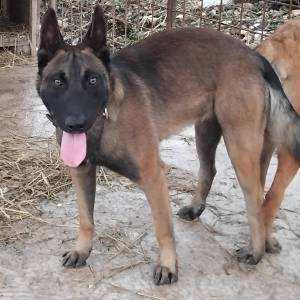 Štenci belgijskog ovčara,,2 mjeseca
