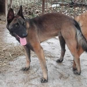 Štenci belgijskog ovčara,,2 mjeseca