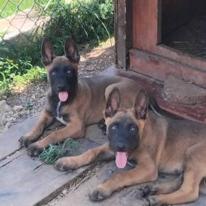 Štenci belgijskog ovčara,,2 mjeseca