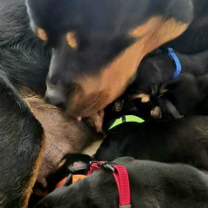 Štenci Rottweiler