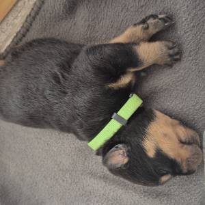 Štenci Rottweiler