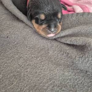 Štenci Rottweiler