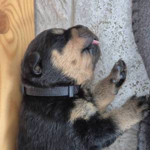 Štenci Rottweiler