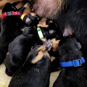 Štenci Rottweiler