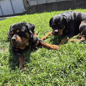 Štenci Rottweiler