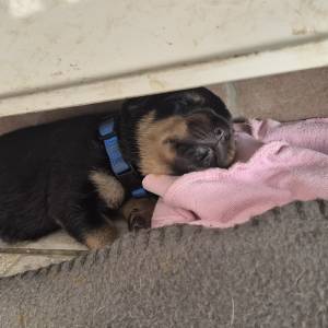 Štenci Rottweiler