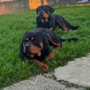 Štenci Rottweiler
